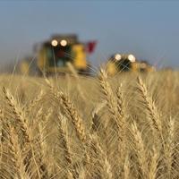 Türkiye to launch AI-powered farm project to attract young farmers