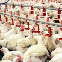 Stricter inspections rolled out in Türkiye as bird flu cases rise in Europe