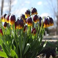 Tulip Garden prepares for botanical tourism