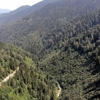 Int’l project to identify, protect Black Sea’s virgin forests