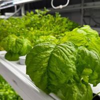 Underground farming in Istanbul targets year-round strawberry harvest