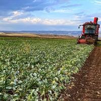 Mixed outlook for Turkish farmers following last year’s frost