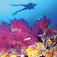 Ayvalık’s rare coral habitats under threat from climate pressures