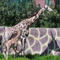First giraffe born in Türkiye named ‘Çınar’