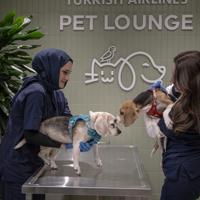 Turkish Airlines expands pet comfort at Istanbul Airport