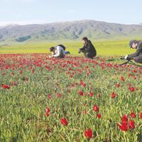 Chinese documentary team travels 7,000 kilometers to capture rare Muş tulips
