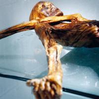 Scientists find yeast in ancient iceman's guts and make bread