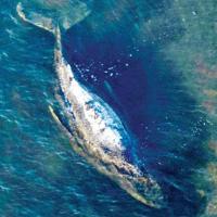 Iceland resumes whale hunt despite growing protest