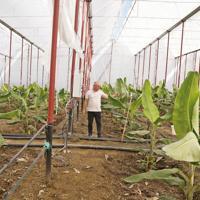 Alanya’s fruit growers pivot to smart farming