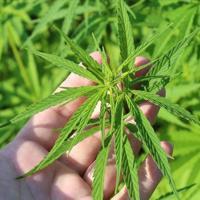 High-security efforts underway for cannabis production