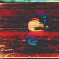 Salt Beyoğlu screenings to examine link between cinema, nature