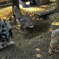 Chickens become attraction at Istanbul transit hub