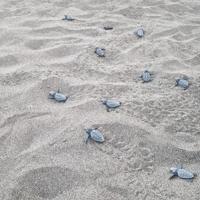 6,000 baby loggerhead turtles reach sea in Muğla