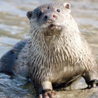 Near-threatened Eurasian otter spotted in Tigris River