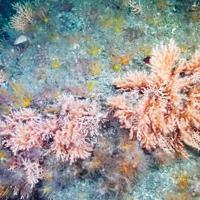 Scientist calls for joint action to save Aegean