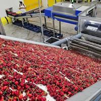 Cherry exports hit $235 mln in seven months
