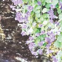 Researchers discover 13 new plant species across Türkiye - Türkiye News