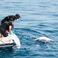 Migrants, rescue ships ‘face threats, harassment’ at sea - World News