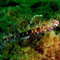 Rare marine life spotted again off Istanbul’s Princes’ Islands - Türkiye News