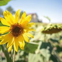 Istanbul sunflower harvest expected to surge 25 percent