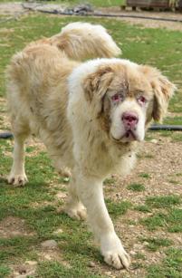 Tortured, abused, abandoned animals find refuge on İzmir farm in Turkey’s west