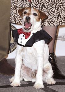 Four-legged actors vie the Oscars