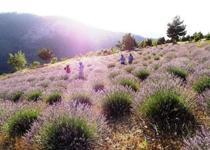 Kadınlar dikiyor, Anadolu lavanta kokuyor