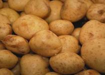 Patatesin fiyatı hasatla düştü