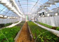 Yabancı sera yatırımcıları rotayı Şanlıurfa'ya çevirdi