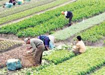 ‘Verimli tarım’ şartı