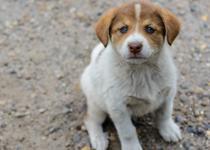 Sahipsiz hayvanlara ilişkin yönetmelik belli oldu