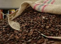 Kakao krizi büyüyor... Nakliyeci ve tüccarlar anlaşamıyor