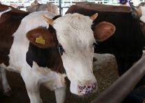 Satılamayan kurbanlıkları Et ve Süt Kurumu alacak! Fiyatlar açıklandı