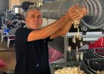 Sarımsak çiftçisi, ata tohumu tesisi kurdu