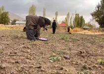 Kilosu 600 bin TL’ye kadar çıktı! Hakkari’de ilk hasat