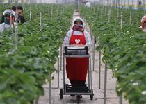 Topraksız üretti, 7 ülkeye sattı! Tarımda yeni dönem