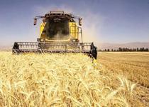 Kuraklık en çok meyveyi vurdu