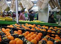 Tarımda ihracat rekoru