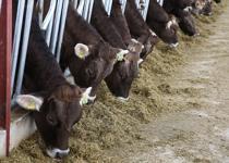 TÜRKİYEM-BİR’den fiyatlar için "Ramazan ayı" kararı