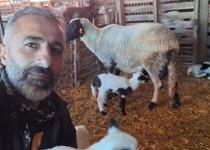 Sakız ve Ile de France birleşti, ezberler bozuldu! Hayvancılıkta yeni dönem