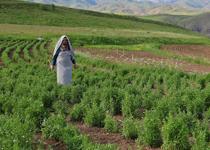 Bayburt