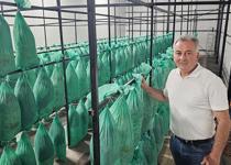 Terk edilmiş tünelde istiridye mantarı ürettiler
