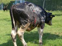 Bull injured in wildfire under treatment in animal farm