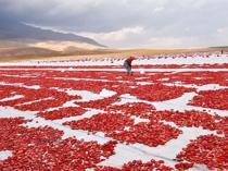 Sun-dried tomatoes exported to European countries