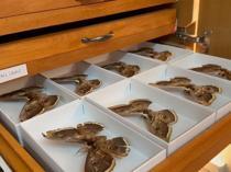 Insect Museum preserves thousands of species