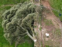 Teen arrested after UK Hadrians Wall Robin Hood tree cut down