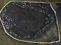 Crossing glaciers and fjords: Norwegian reindeer migrate for winter