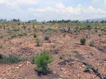 Forestry team works to transform burned Muğla lands