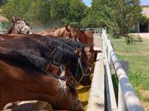 Turkish enterprise sells Arabian foals for 22 mln liras