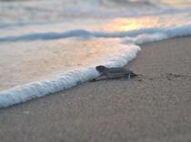 590,000 sea turtles reach sea in Türkiye this year